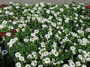 Verbena 'Superbena Royale Whitecap' Impossible d'afficher l'image