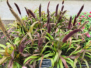 Impossible d'afficher l'image