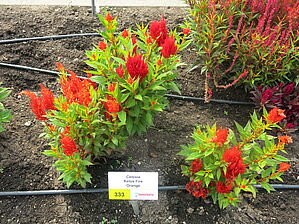 Impossible d'afficher l'image