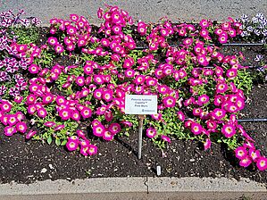 Petunia Capella 'Pink Morn' Impossible d'afficher l'image
