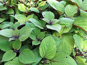 Plectranthus 'Premium Sun Flip Side' Impossible d'afficher l'image