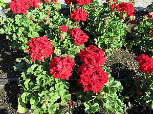 Impossible d'afficher l'image