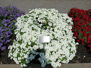 Phlox 'Intensia White' Impossible d'afficher l'image