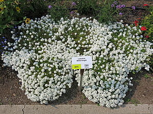 Impossible d'afficher l'image