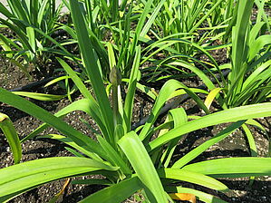 Agapanthus 'Storm Cloud' Impossible d'afficher l'image