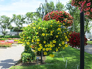 Calibrachoa 'Superbells Yellow' Impossible to display the image
