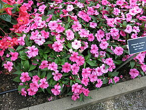 Impossible d'afficher l'image