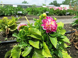 Impossible d'afficher l'image