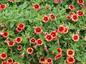 Impossible d'afficher l'image