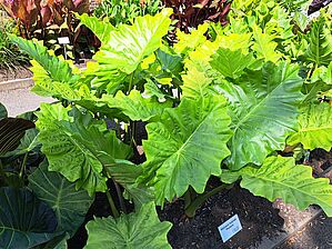 Alocasia 'Portora' Impossible d'afficher l'image