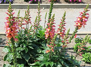 Impossible d'afficher l'image