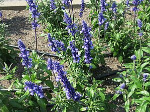 Salvia 'Velocity Blue' Impossible d'afficher l'image