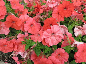 Impossible d'afficher l'image