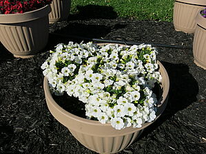 Impossible d'afficher l'image