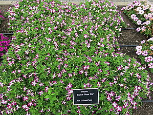 Petunia Blanket 'Rose Star' Impossible d'afficher l'image