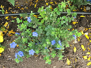 Impossible d'afficher l'image