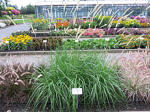 Impossible d'afficher l'image