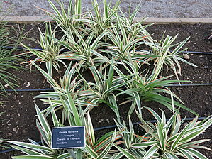 Impossible d'afficher l'image