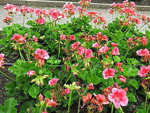 Impossible d'afficher l'image