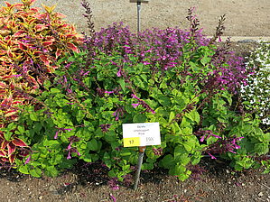 Salvia Unplugged 'Pink' Impossible d'afficher l'image