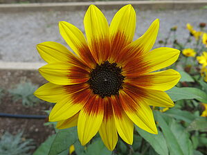 Impossible d'afficher l'image