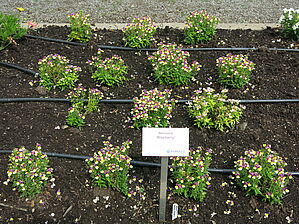 Impossible d'afficher l'image