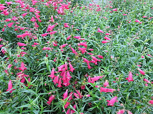 Impossible d'afficher l'image