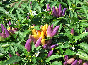 Impossible d'afficher l'image