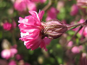 Silene 'Sibella Carmine' Impossible d'afficher l'image