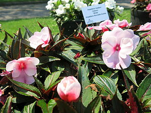 Impossible d'afficher l'image