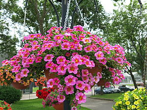 Calibrachoa 'Cabaret Pink Star' Impossible to display the image