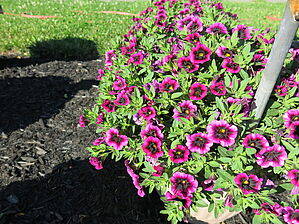 Impossible d'afficher l'image