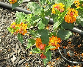 Impossible d'afficher l'image