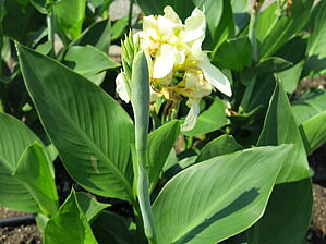 Impossible d'afficher l'image