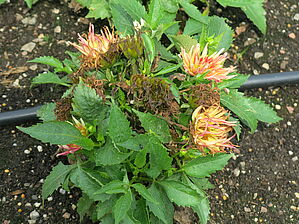 Impossible d'afficher l'image