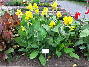 Impossible d'afficher l'image