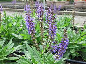 Salvia 'Blue By You' Impossible d'afficher l'image