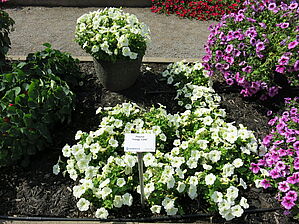 Petunia Trilogy 'Lime' Impossible d'afficher l'image