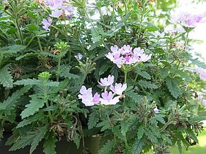 Verbena Lanai Upright 'Twister Watercolor' Impossible d'afficher l'image