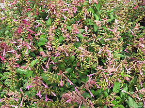 Salvia Skyscraper 'Pink' Impossible d'afficher l'image