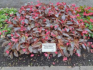 Begonia Dragon Wing 'Pink Bronze Leaf' Impossible to display the image