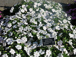 Impossible d'afficher l'image