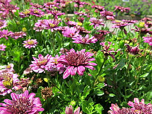 Impossible d'afficher l'image