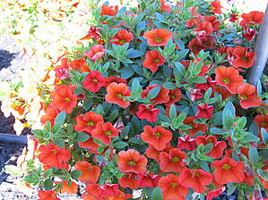 Impossible d'afficher l'image