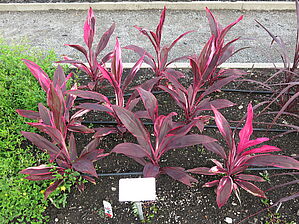 Impossible d'afficher l'image