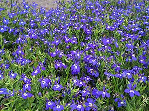 Impossible d'afficher l'image