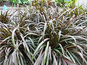 Impossible d'afficher l'image