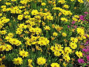 Impossible d'afficher l'image