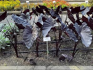 Impossible d'afficher l'image