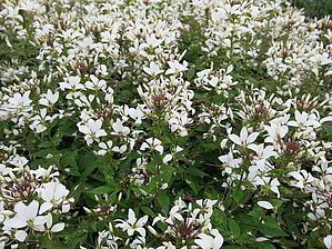 Impossible d'afficher l'image